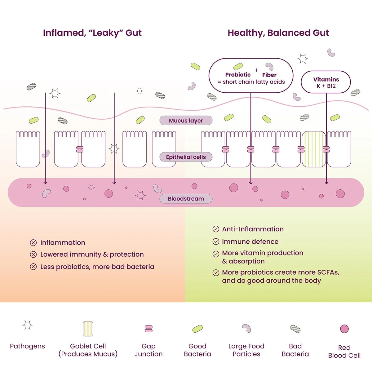 Illustration comparing an inflamed, leaky gut with a healthy gut. The left side shows inflamed epithelial cells, fewer goblet cells, and pathogens. The right side depicts balanced gut flora, probiotics, and nutrients promoting a healthy gut barrier.